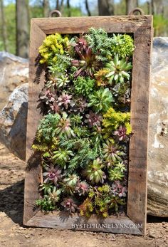 a wooden frame filled with succulents and moss