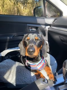 a dachshund dog sitting in the back seat of a car