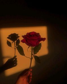 a person holding a red rose in their hand with shadow on the wall behind it