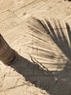 an elephant standing on top of a dirt field next to a palm tree in the shade