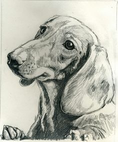 a drawing of a dachshund dog laying down