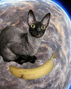 a cat sitting on top of a banana