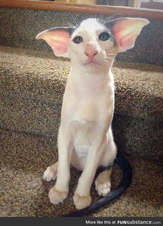 a white cat sitting on top of a carpeted floor next to a stair case