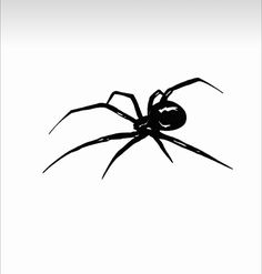 a black spider silhouetted against a white background