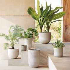 four potted plants are sitting on the windowsill