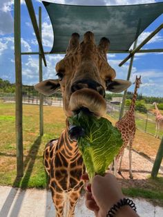 a giraffe eating lettuce from a person's hand