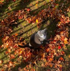 a cat is sitting in the leaves on the grass and looking up at the camera