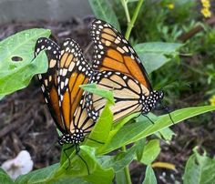 two butterflies sitting on top of green leaves