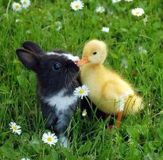 a small black and white rabbit kissing a yellow duckling in the grass with daisies