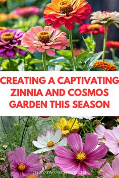 colorful flowers with the words creating a captivating zinna and cosmos garden this