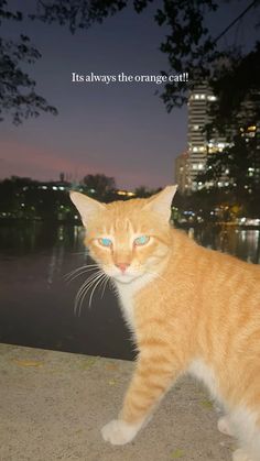 an orange and white cat with blue eyes looking at the camera while standing in front of a cityscape