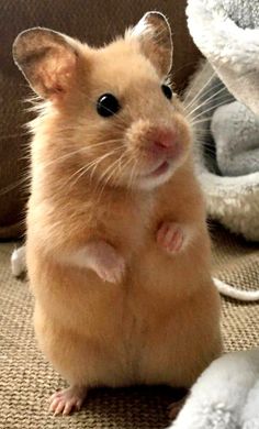 a brown hamster standing on its hind legs and looking at the camera with it's front paws up