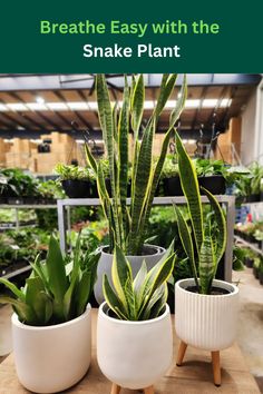 some plants that are in white pots on a table with the words breathe easy with the snake plant