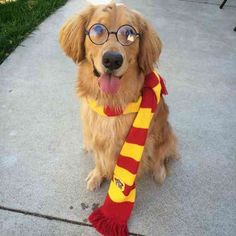 a dog wearing glasses and a scarf on the sidewalk with its tongue hanging out,