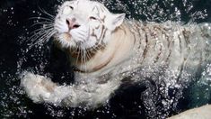 a white tiger swimming in the water