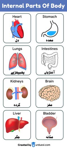 parts of the body worksheet with pictures for kids to learn english and arabic