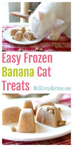 easy frozen banana cat treats on a plate with a white cat eating them from the plate