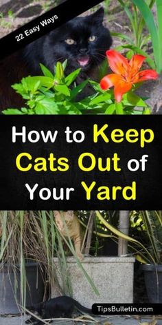 a black cat sitting in the grass next to flowers and plants with text overlay how to keep cats out of your yard