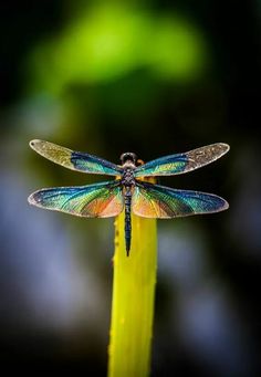 a blue and yellow dragonfly sitting on top of a green plant