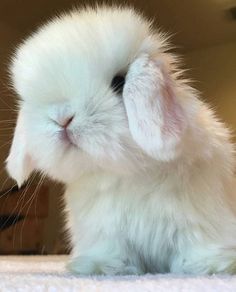 a small white rabbit sitting on top of a rug