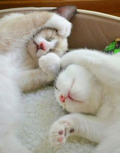 two white kittens are sleeping together in a cat bed