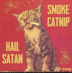 Absurdist Aesthetic, Silly Posters, Vintage Cat Poster, Punk Cat, Punk Cats, Funny Vintage Ads, Vintage Cats, The Afterlife, Silly Cats