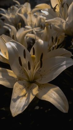 some white flowers are blooming in the sun