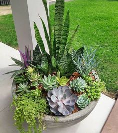 there is a potted plant with succulents and other plants in it