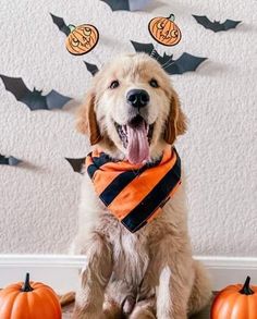 a dog wearing an orange and black striped bandana sitting in front of halloween decorations