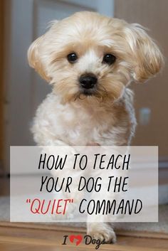 a small white dog sitting on top of a wooden floor next to a sign that says, how to teach your dog the quiet command command