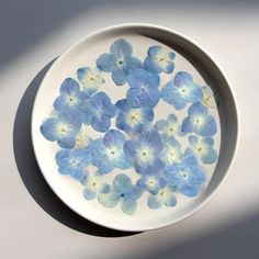 a white plate with blue flowers floating in it