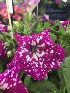 purple flowers with white spots on them in a garden