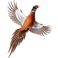 a drawing of a pheasant flying in the air with its wings spread out