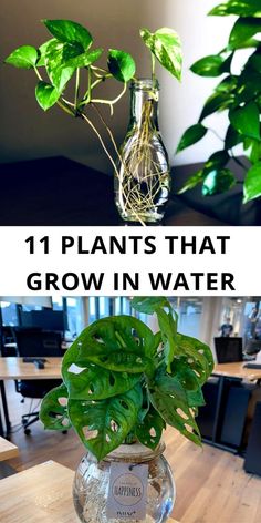 plants that grow in water with the words 11 plants that grow in water above them