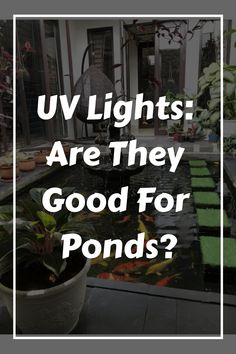 a fish pond with plants in it and the words u v lights are they good for ponds?