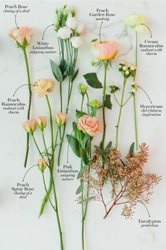 flowers are arranged on a white surface and labeled with names