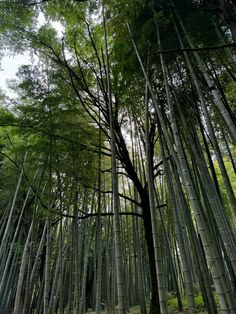 an image of a bamboo forest with lots of trees