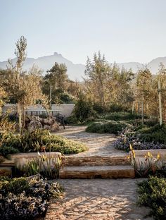 an outdoor garden with stone steps leading up to trees and flowers in the foreground