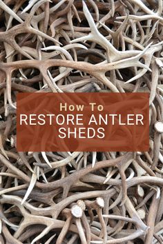 how to restore antler seeds