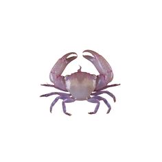 a purple crab on a white background