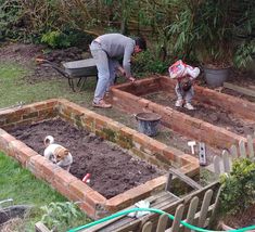 two men working in the garden with their dogs