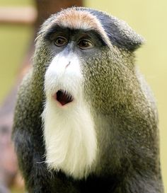 a close up of a monkey with its mouth open