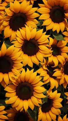 many large yellow sunflowers with green leaves