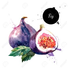 watercolor painting of figs on white background