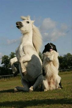 two dogs sitting on their hind legs in the middle of a field with a horse standing up