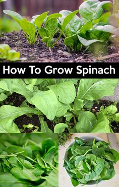 how to grow spinach in the garden with pictures and text that says, how to grow spinach