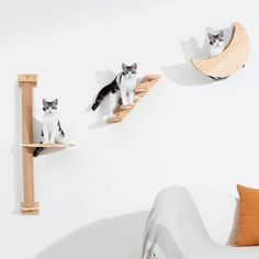 two cats sitting on top of wooden shelves