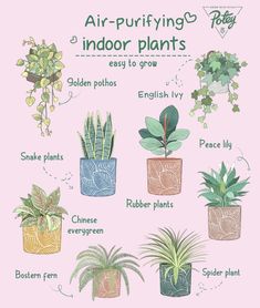 an illustrated guide to air - purifying indoor plants