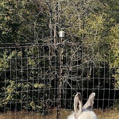 an animal that is sitting in the grass near a fence and some trees with no leaves on it