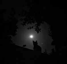 a black and white photo of a cat sitting on a roof at night with the moon in the background